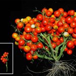 Modificación genética en la planta del tomate