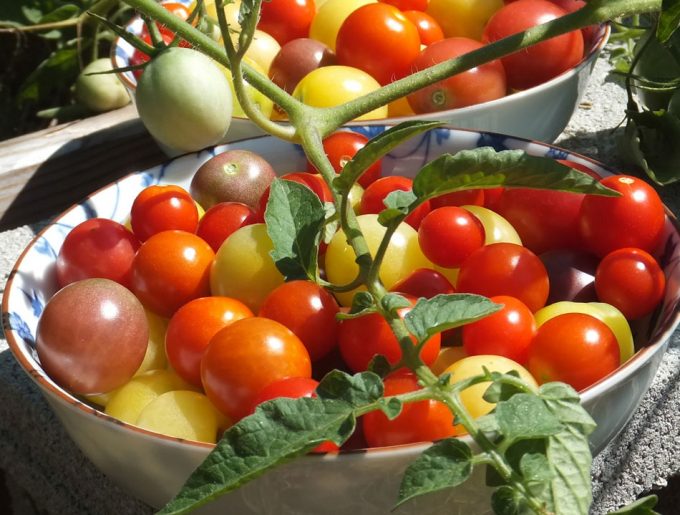 Planta del tomate editada genéticamente
