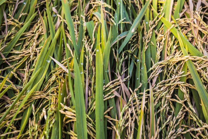 Cambio climático y aumento del arsénico en los granos de arroz