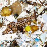 Los peces en estado larvario consumen materiales plásticos