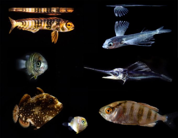 Crías de peces que consumen microplásticos