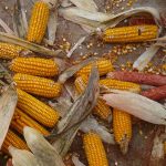 Cultimo de Mon 810 en España