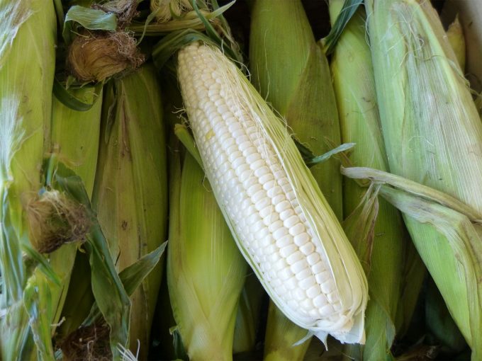 Alimentos transgénicos en España