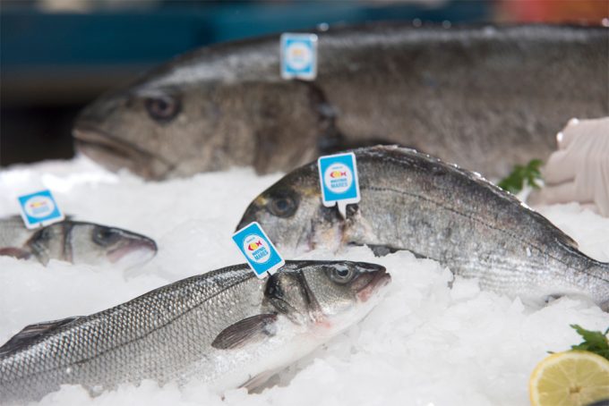 Pescado blanco y azul