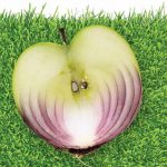 Funcionamiento de la percepción del sabor