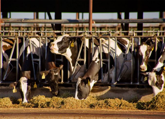 Asparagopsis taxiformis