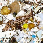 Plásticos en el organismo de los animales marinos