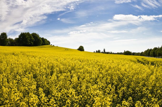 La colza podría sustituir a la soja