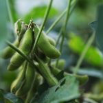 Deforestación y producción de soja