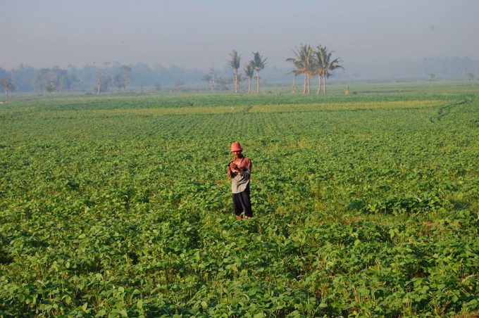 Producción de soja en Brasil
