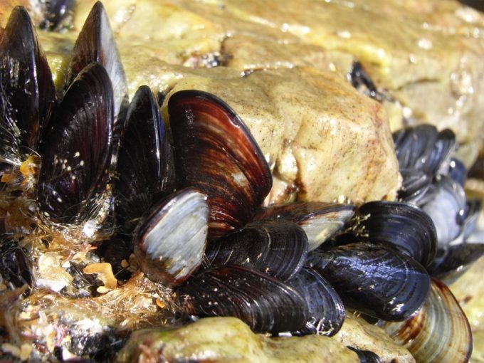 Microplásticos y nanoplásticos en los alimentos