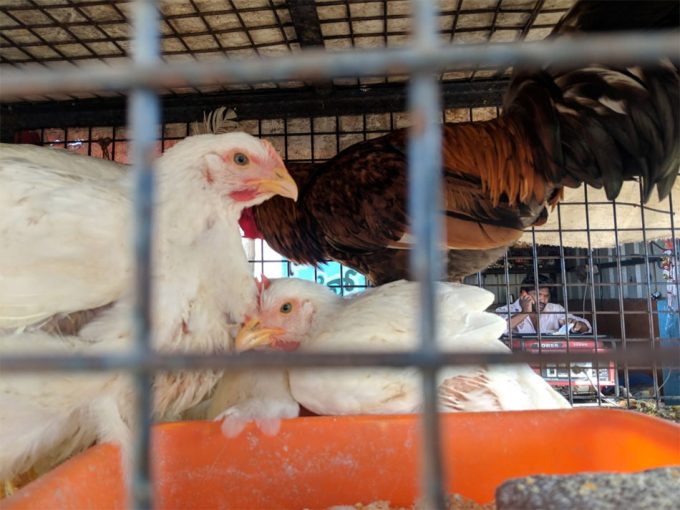 Nuevas pandemias por las prácticas agrícolas y ganaderas