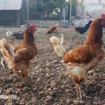 Calidad de la carne y bienestar animal