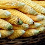 Cultivos transgénicos en España