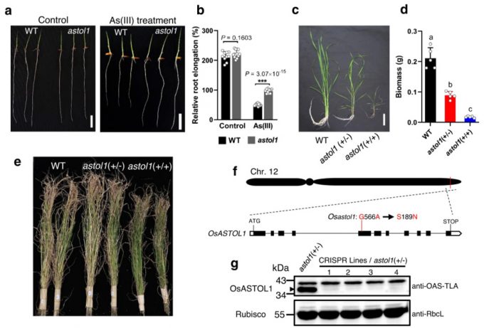 Arroz con alto contenido en selenio