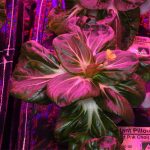 Pak Choi en el espacio profundo