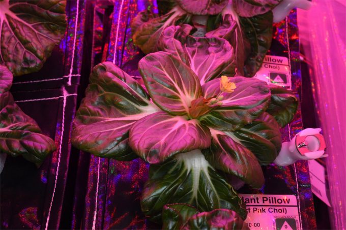 Pak Choi en el espacio profundo