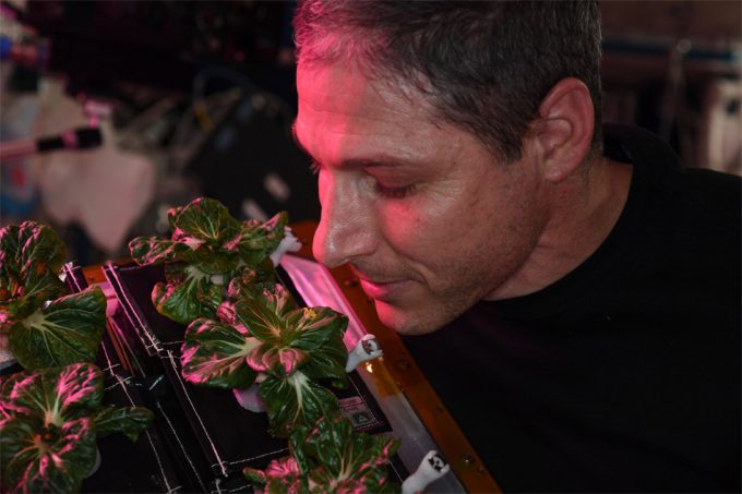 Pak Choi en la Estación Espacial Internacional