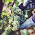 Concurso Nacional de Vinos