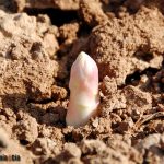 Temporada de espárrago