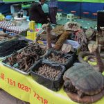 Mercados de animales salvajes