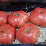 Controlar la maduración del tomate