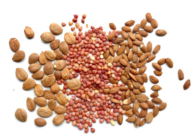 Semillas de frutas de hueso para consumir