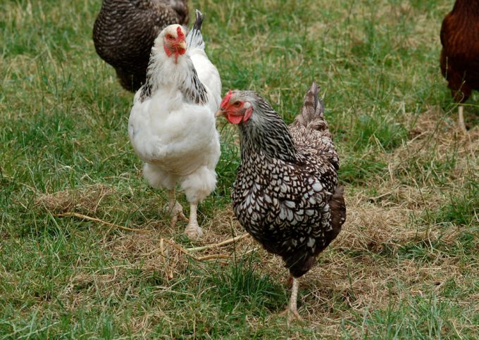 Beyond Chicken Tenders