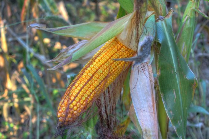 Malas hierbas en el cultivo de maíz 