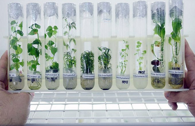 Un estudio determina que la pérdida de diversidad de los cultivos agrícolas es enorme Reducción de los cultivos marginales en el mundo