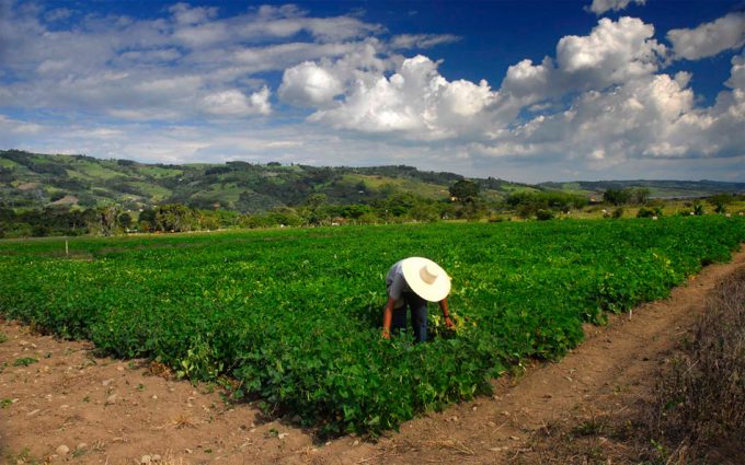 Erosión genética de las variedades alimentarias Reducción de variedades alimentarias en el mundo