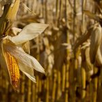 Informe Panel Intergubernamental para el Cambio Climático