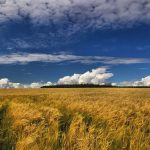 Cambiar la producción de cultivos en el mundo