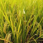 Contaminación ambiental y seguridad alimentaria