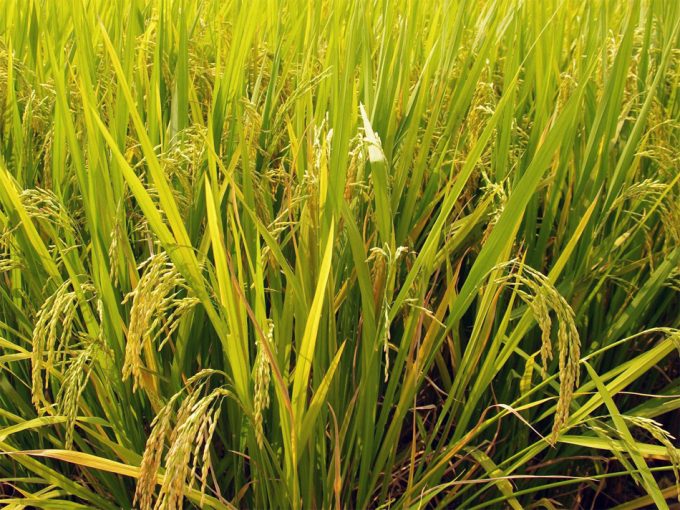 Contaminación ambiental y seguridad alimentaria