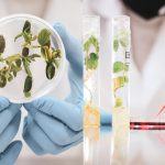 Alimentos transgénicos