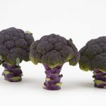 Sakata Seed Ibérica