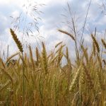 Agricultura ecológica