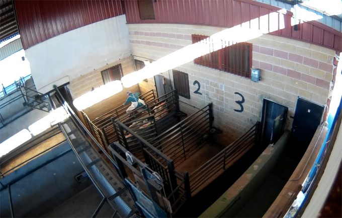 Videovigilancia en los mataderos españoles Control del bienestar animal en los mataderos españoles