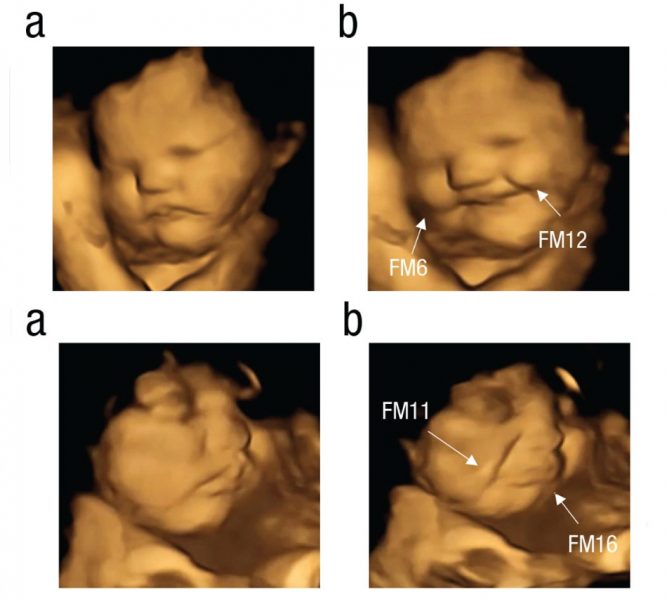 Desarrollo del sentido del olfato y el sabor