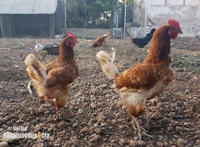 Alimentación de las gallinas ponedoras