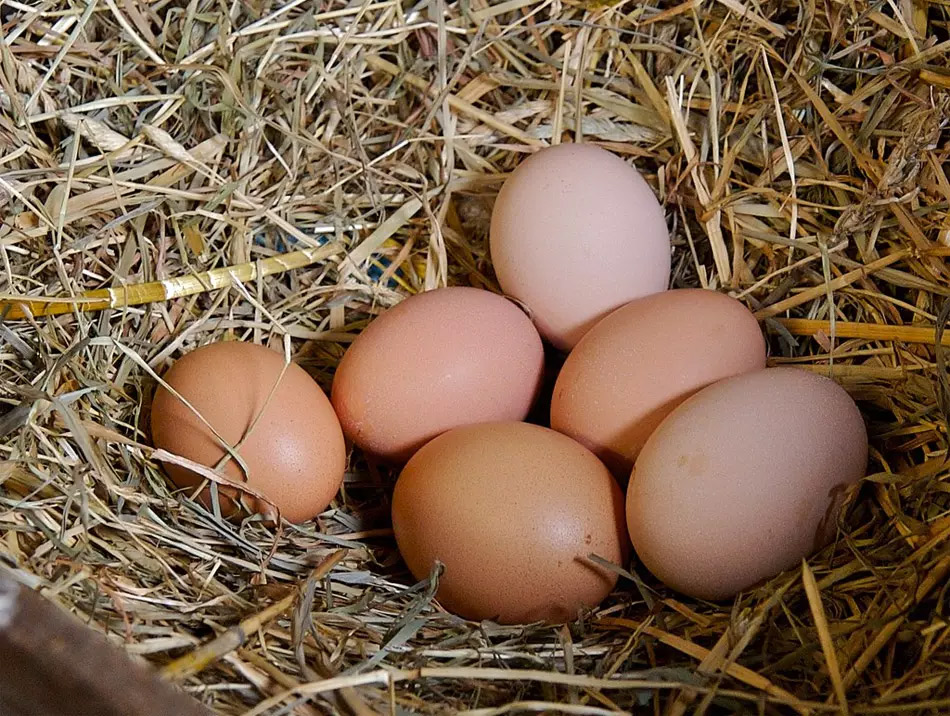 Huevos ecológicos contaminados con PFAS