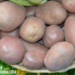 Venta a perdidas de las patatas