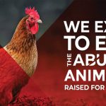 Evolución del bienestar de las gallinas ponedoras