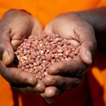 La importancia de las legumbres en la alimentación y el medio ambiente