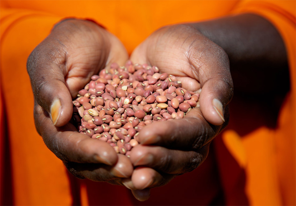 La importancia de las legumbres en la alimentación y el medio ambiente