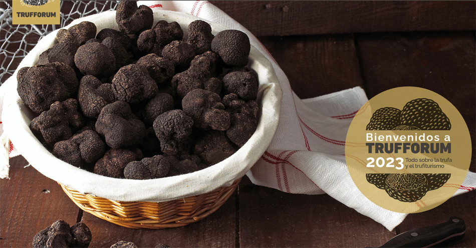 La trufa negra europea