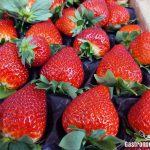 Los productos fitosanitarios alteran el sabor y olor de las fresas