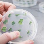 Edición genética para mejorar los alimentos