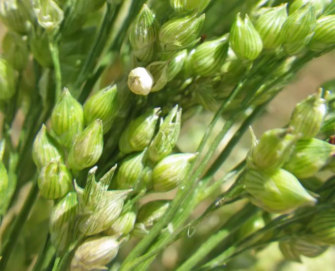 El mijo es un cereal que puede ayudar a garantizar la seguridad alimentaria